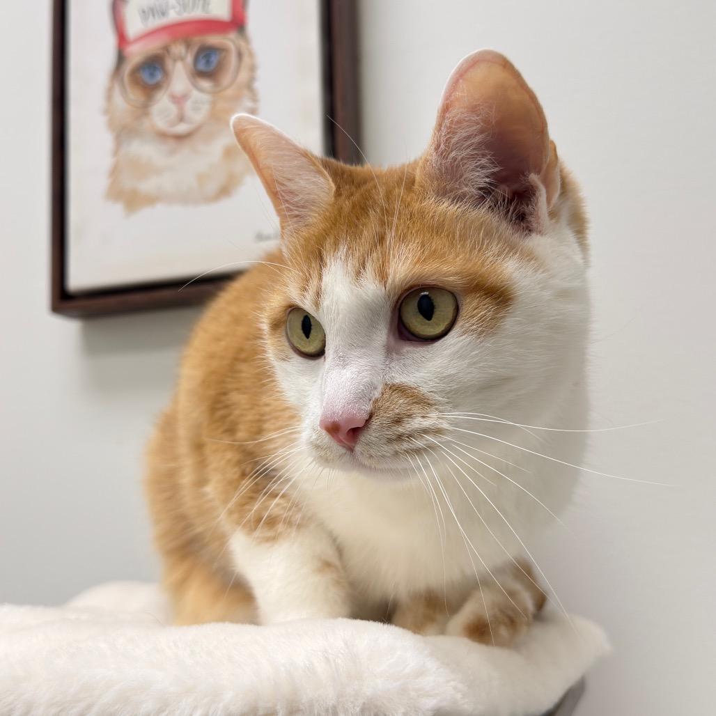 Fonzie — thumbnail 4