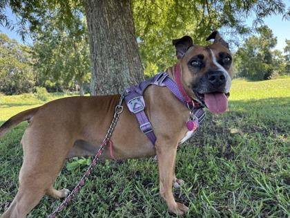 Xena Xulu, a Adoptable mixed breed in Savannah, GA image 2/3