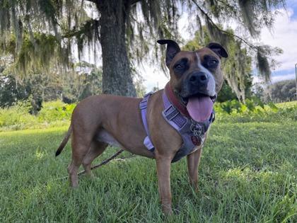 Xena Xulu, Adoptable, Adult Female Boxer & Mixed Breed.