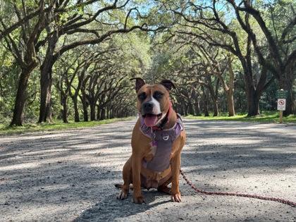 Xena Xulu, a Adoptable mixed breed in Savannah, GA image 3/3