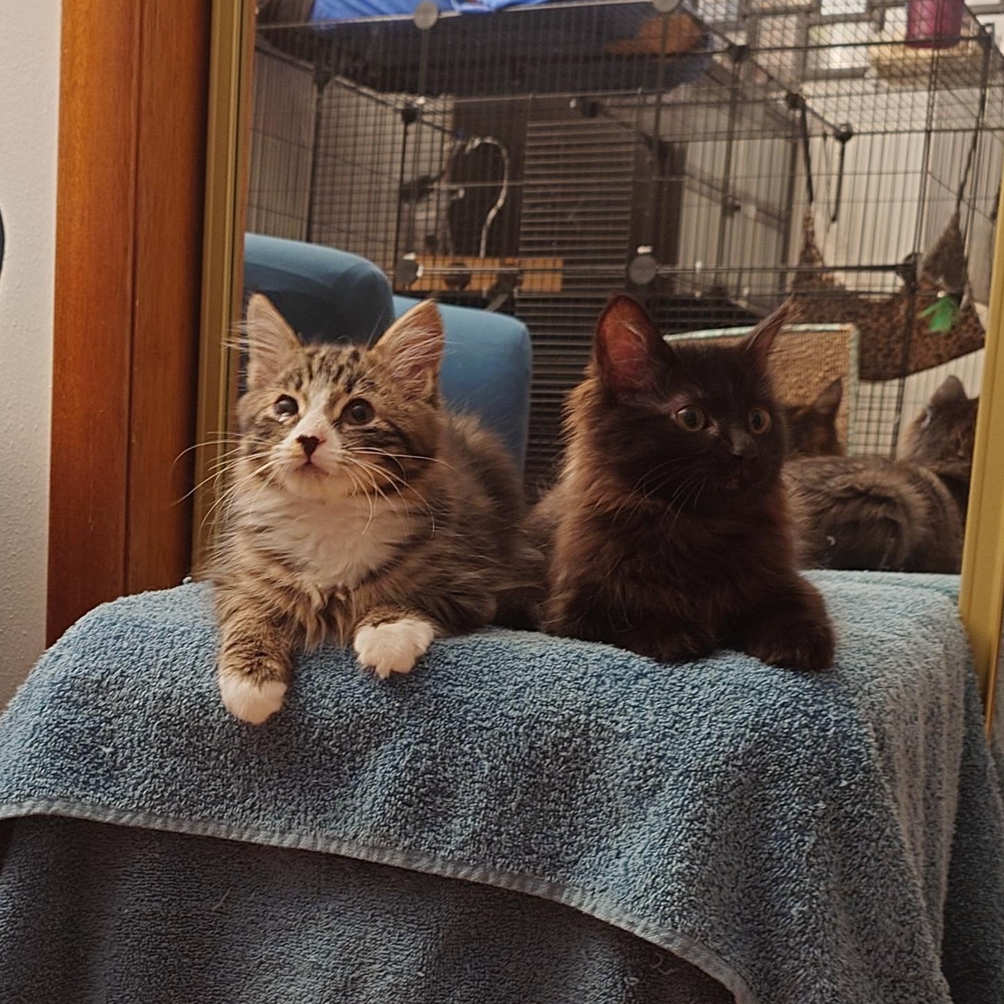 Miracle and Humperdinck, Baby Male unknown