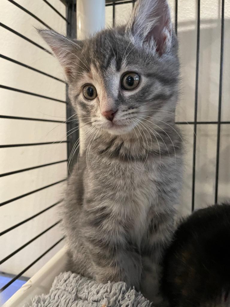 1- Aurora, Adoptable, Kitten Female Domestic Short Hair.