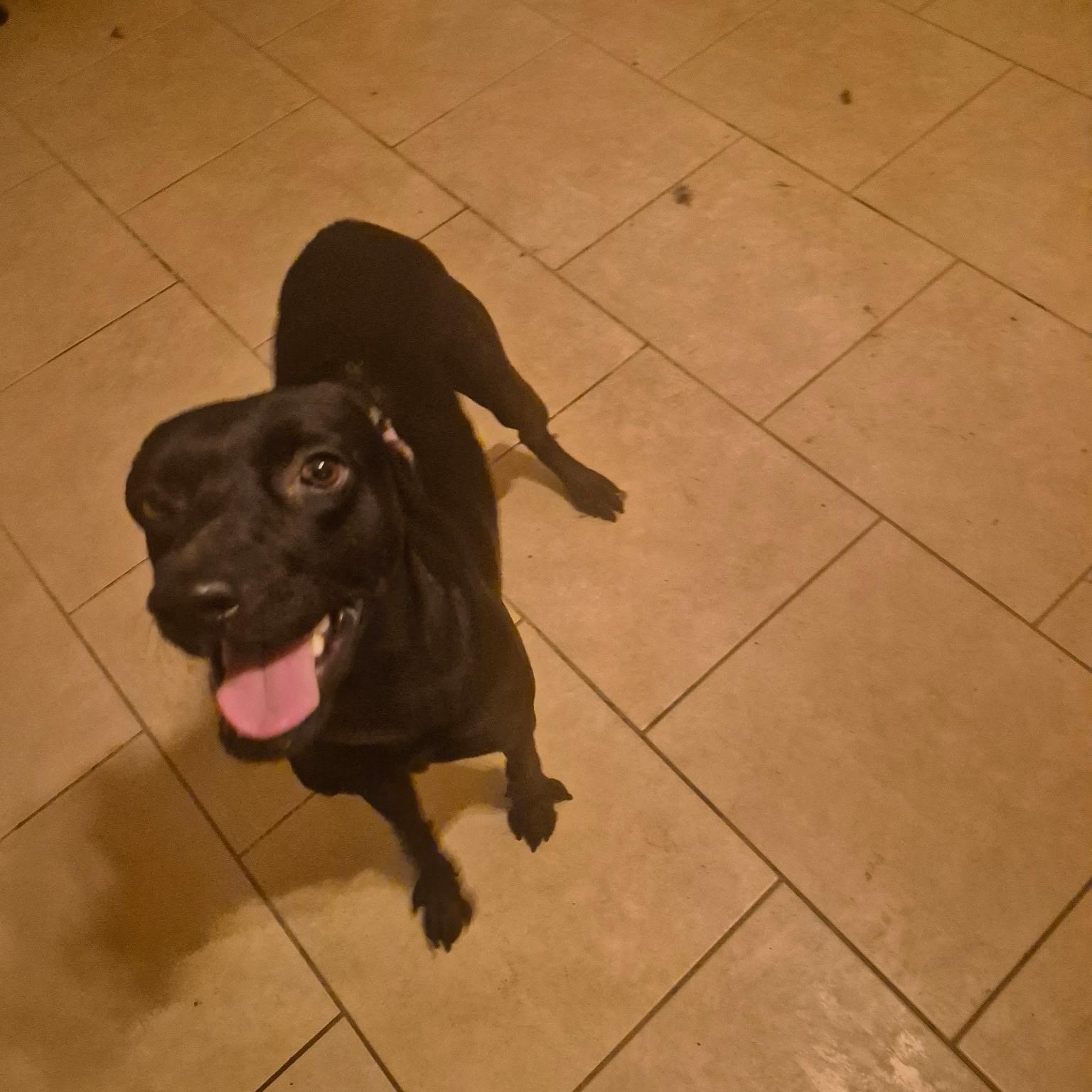 Opie, a Adoptable mixed breed in Woodstock, ON image 3/3