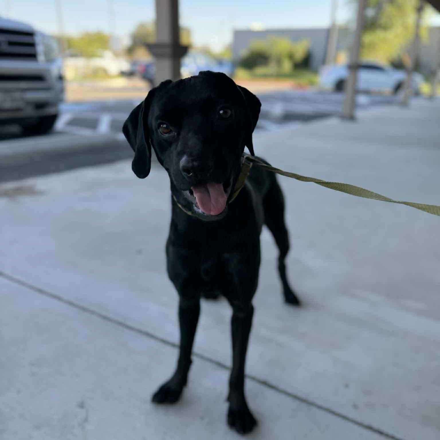 Opie, a Adoptable mixed breed in Woodstock, ON image 1/3