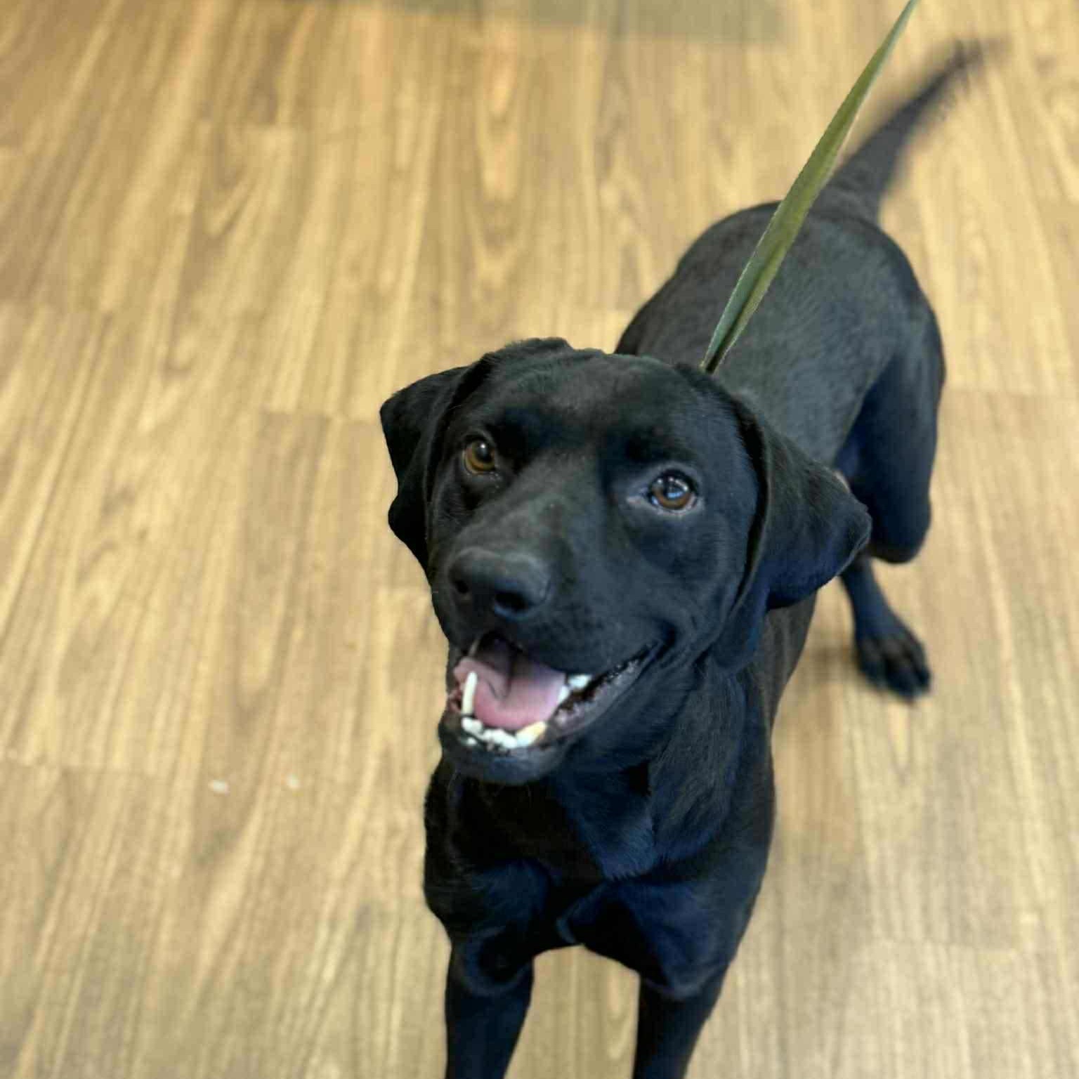 Opie, a Adoptable mixed breed in Woodstock, ON image 2/3