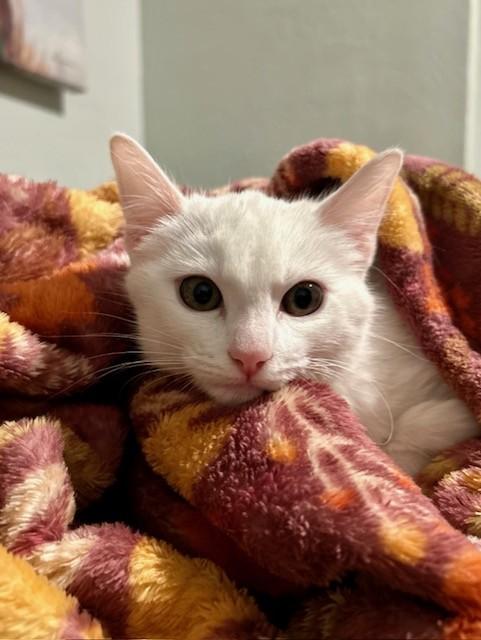 Elsa, an adoptable Domestic Short Hair in Allen, TX image 4/6