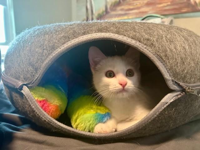 Elsa, an adoptable Domestic Short Hair in Allen, TX image 2/6