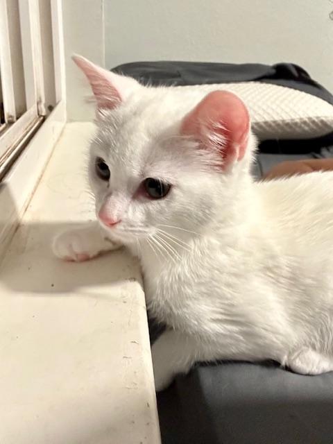 Elsa, an adoptable Domestic Short Hair in Allen, TX image 3/6