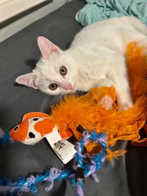 Elsa, an adoptable Domestic Short Hair in Allen, TX image 1/6