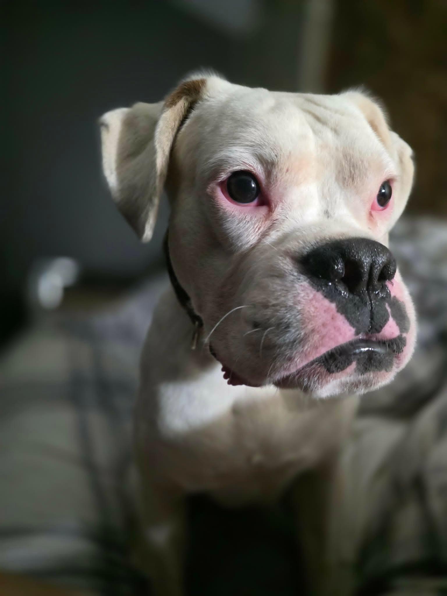 Swayze, a ADOPTABLE Boxer in Wurtsboro, NY image 4/5