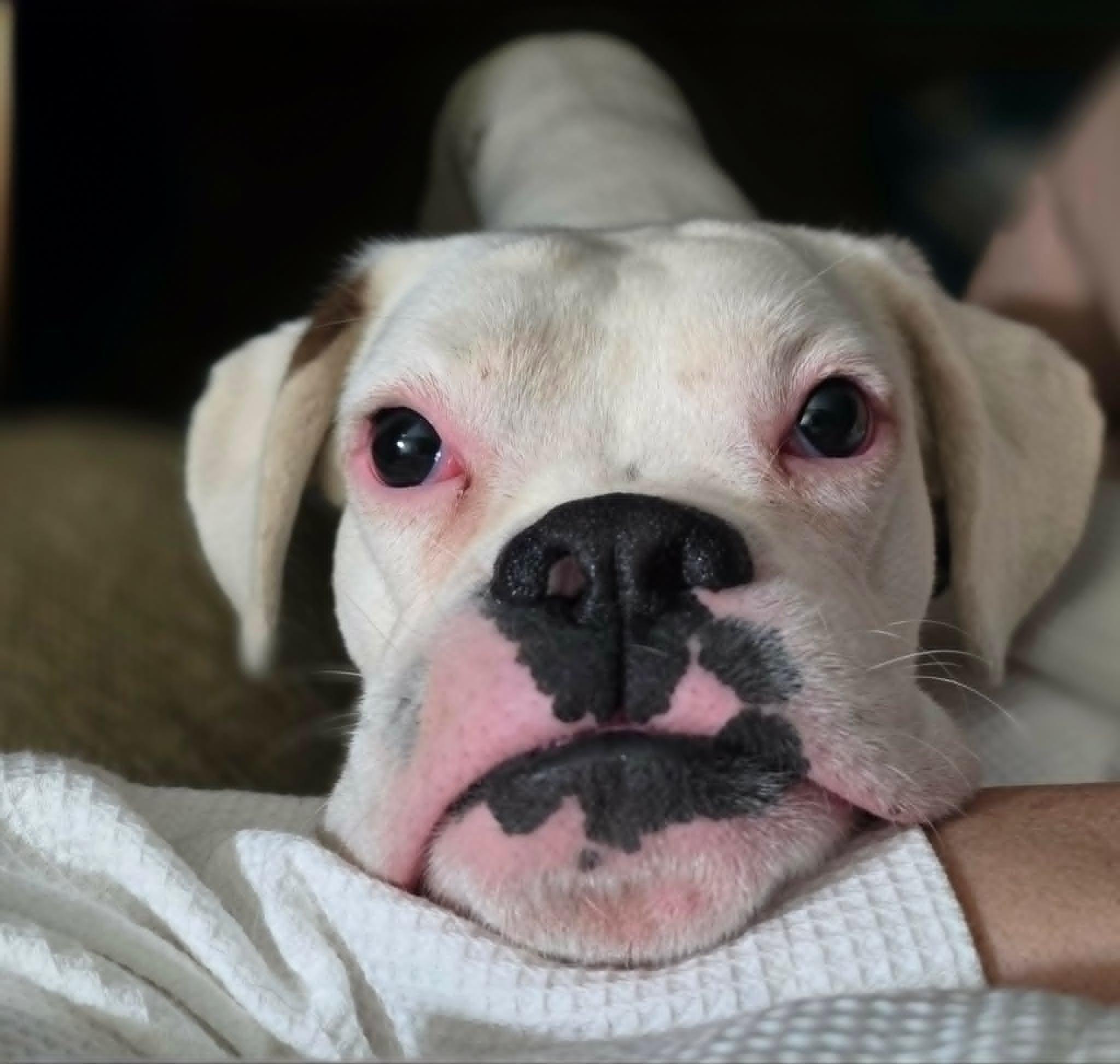 Swayze, ADOPTABLE, Young Male Boxer.