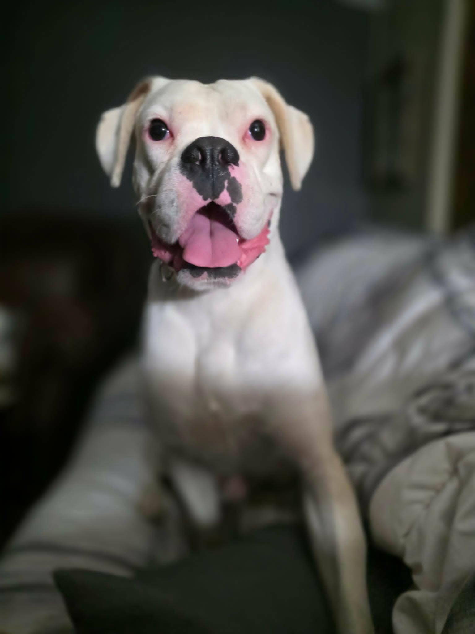 Swayze, a ADOPTABLE Boxer in Wurtsboro, NY image 5/5