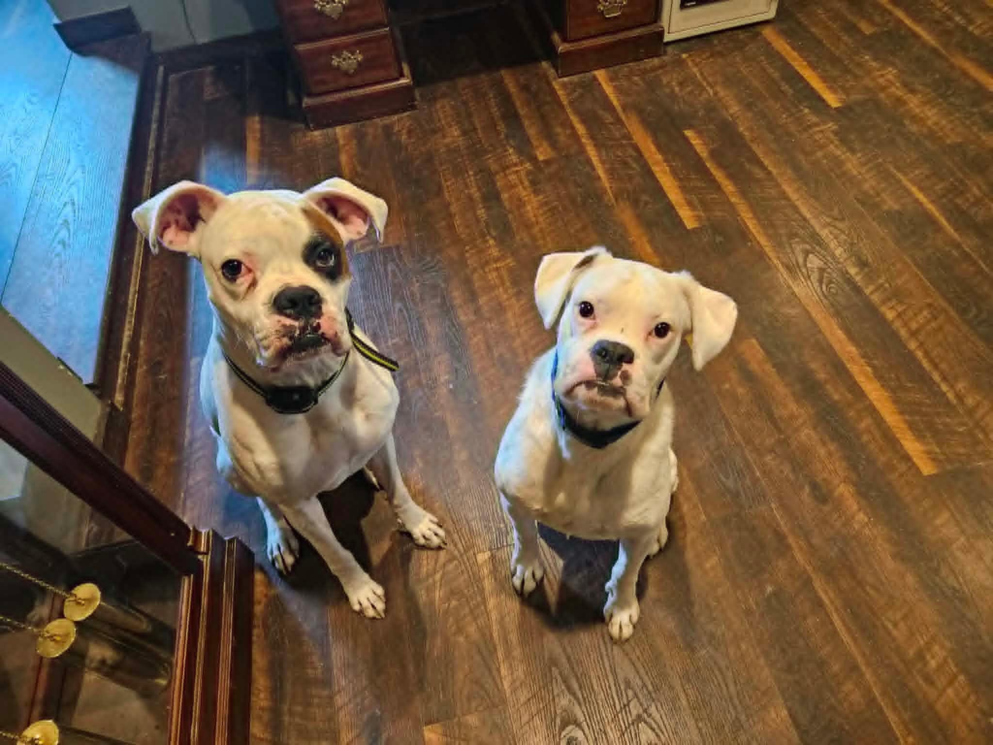 Swayze, a ADOPTABLE Boxer in Wurtsboro, NY image 3/5
