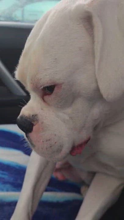 Enlarge Swayze, a ADOPTABLE Boxer in Wurtsboro, NY video 2/5