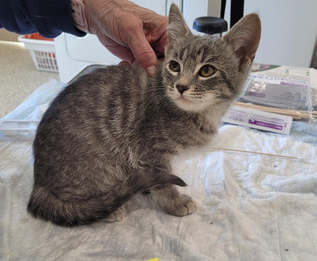 Tibbs, Adoptable, Kitten Female Domestic Medium Hair.