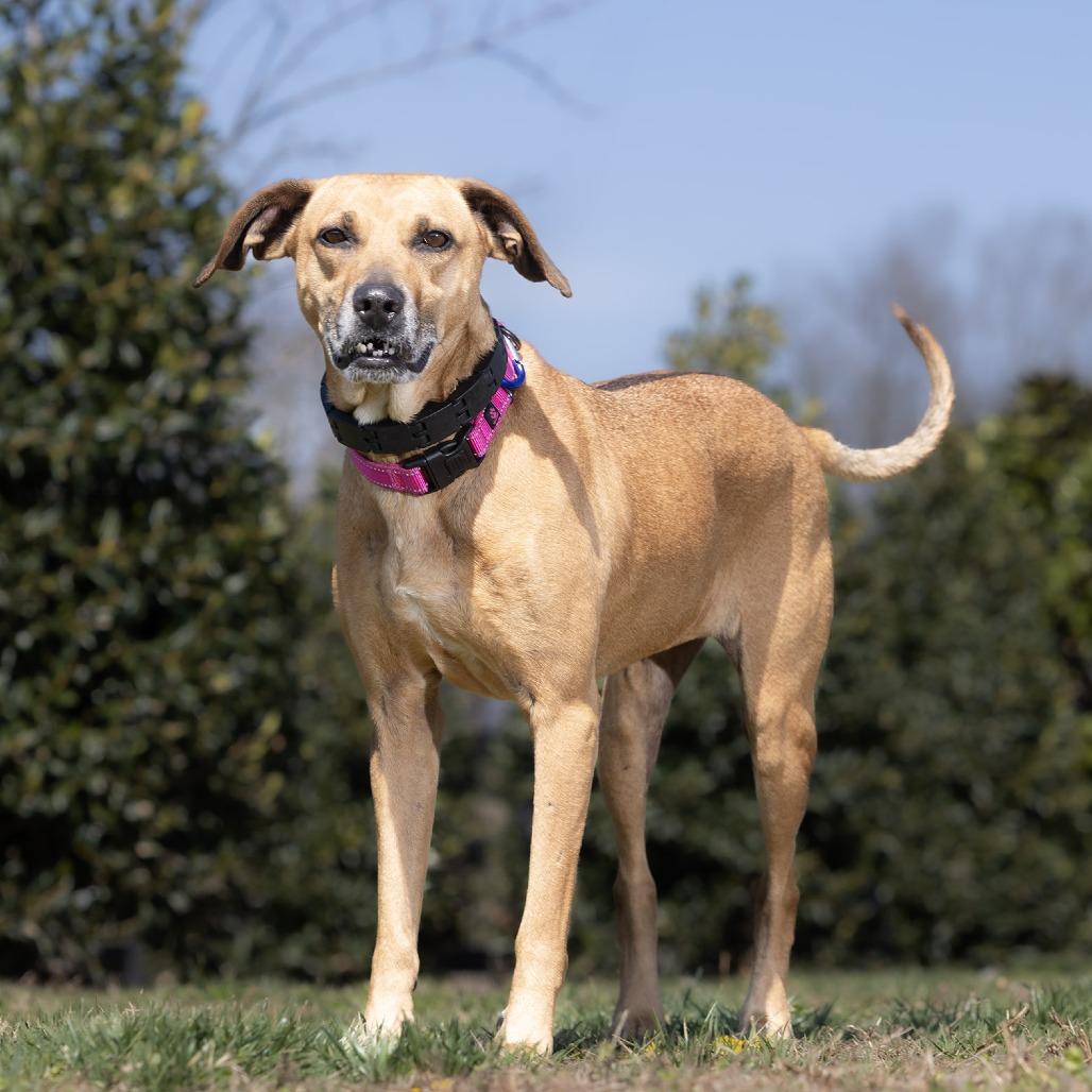 Enlarge Ellie, a Adoptable Black Mouth Cur in Franklin, TN image 1/2