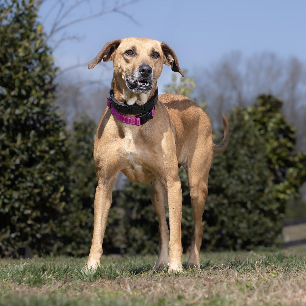 Enlarge Ellie, a Adoptable Black Mouth Cur in Franklin, TN image 2/2