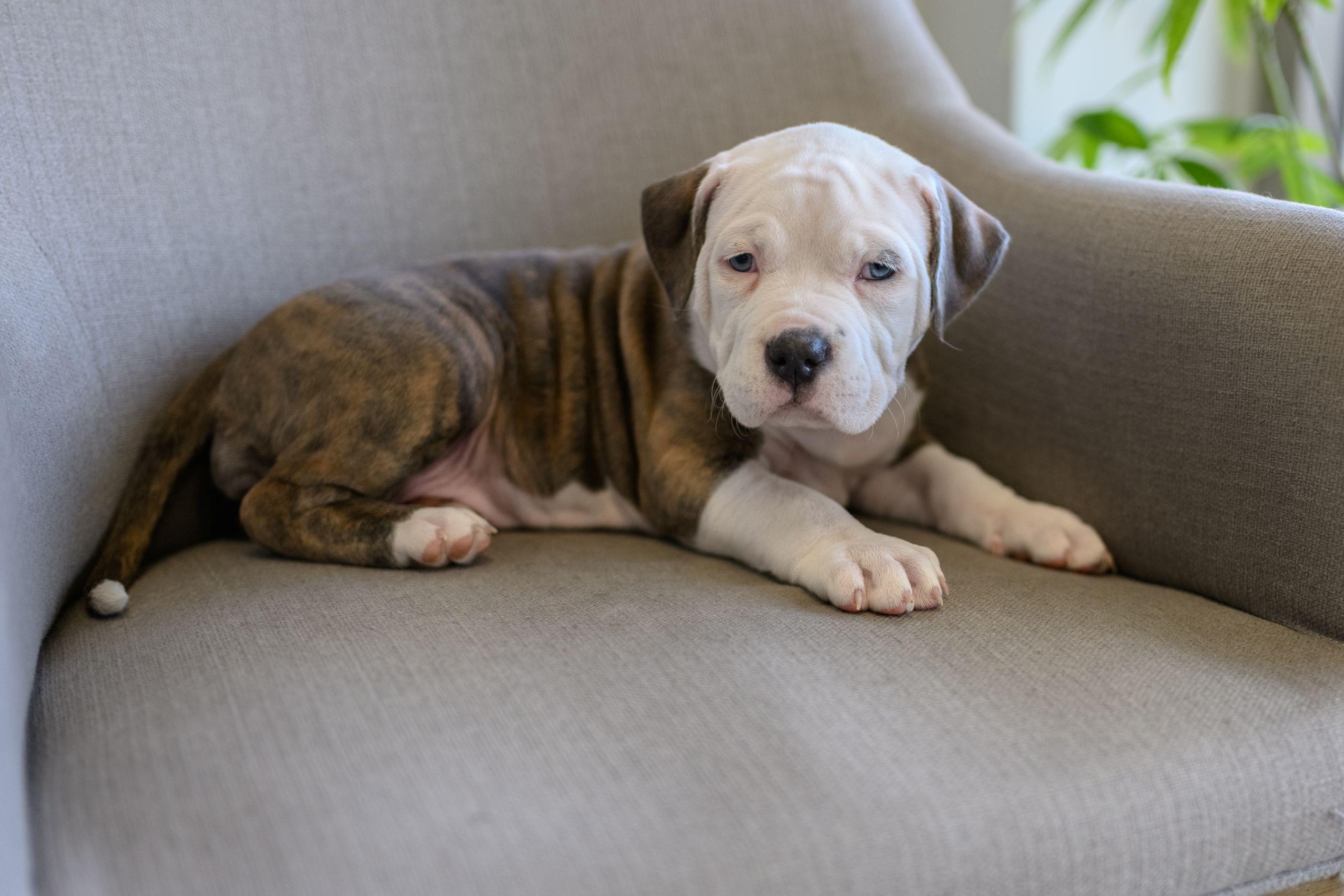 Enlarge LOLLIE, an adoptable mixed breed in Hamilton, NJ image 1/3