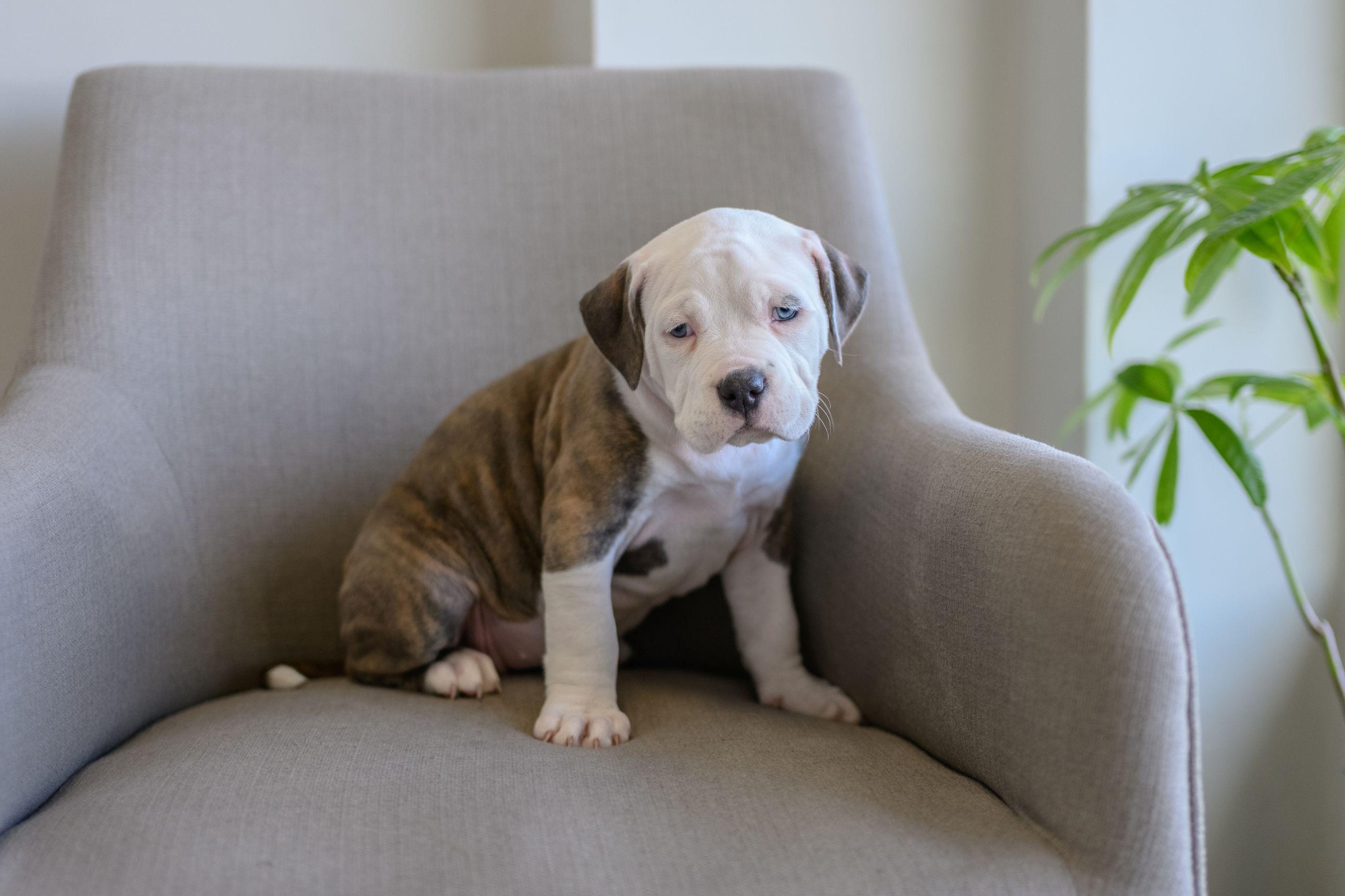 Enlarge LOLLIE, an adoptable mixed breed in Hamilton, NJ image 2/3