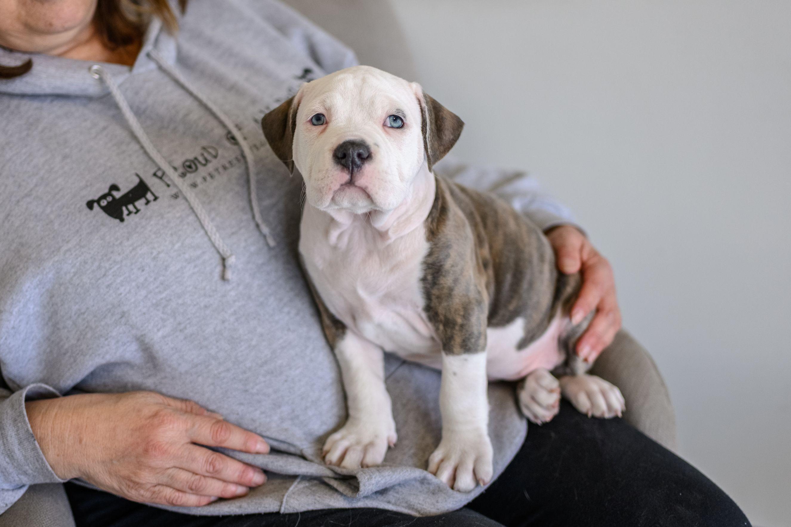 Enlarge LOLLIE, an adoptable mixed breed in Hamilton, NJ image 3/3