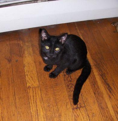 Tom, Adoptable, Young Male Domestic Short Hair.