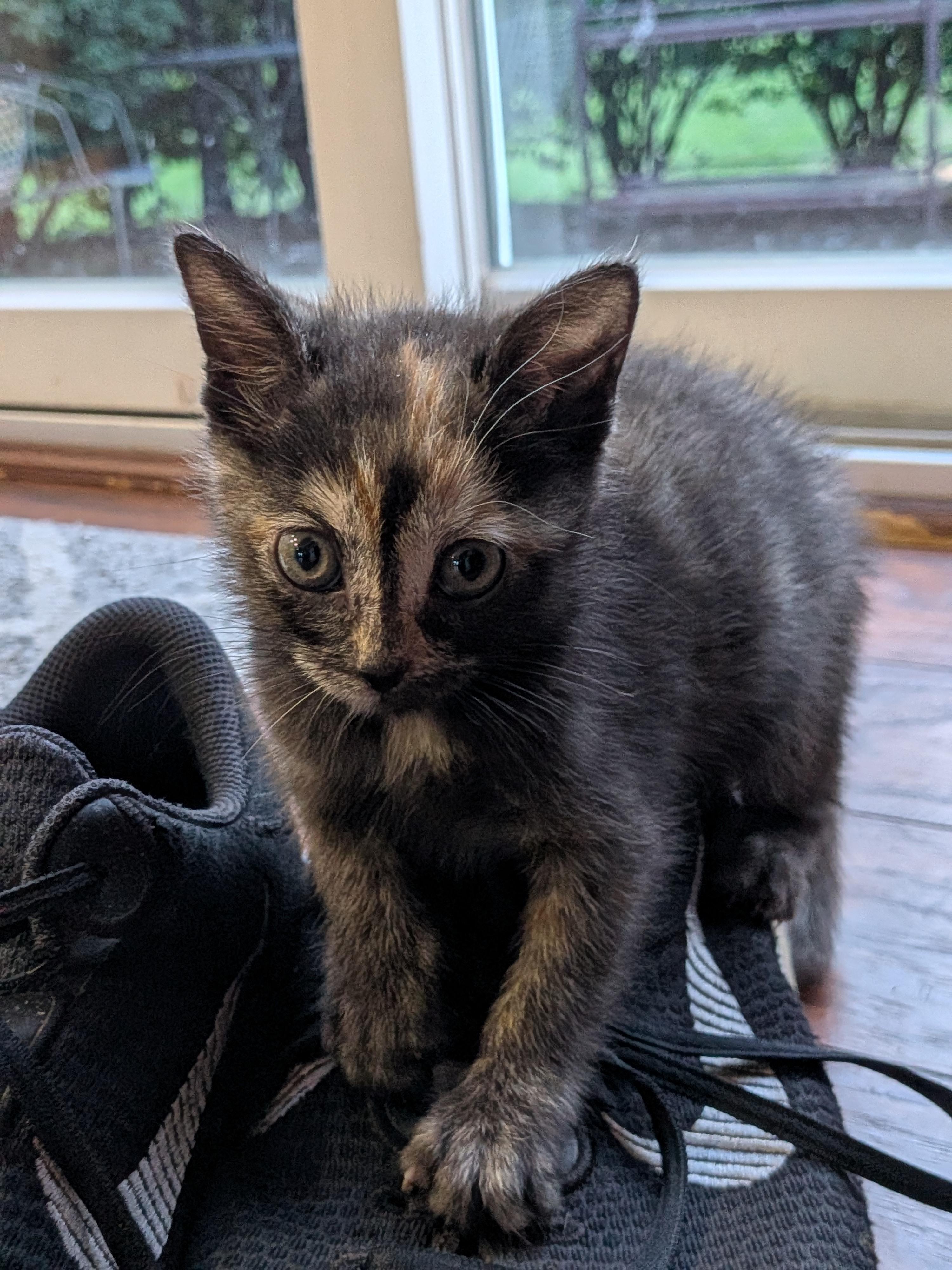 Enlarge Lily, a ADOPTABLE Dilute Calico in Columbia, MD image 2/3
