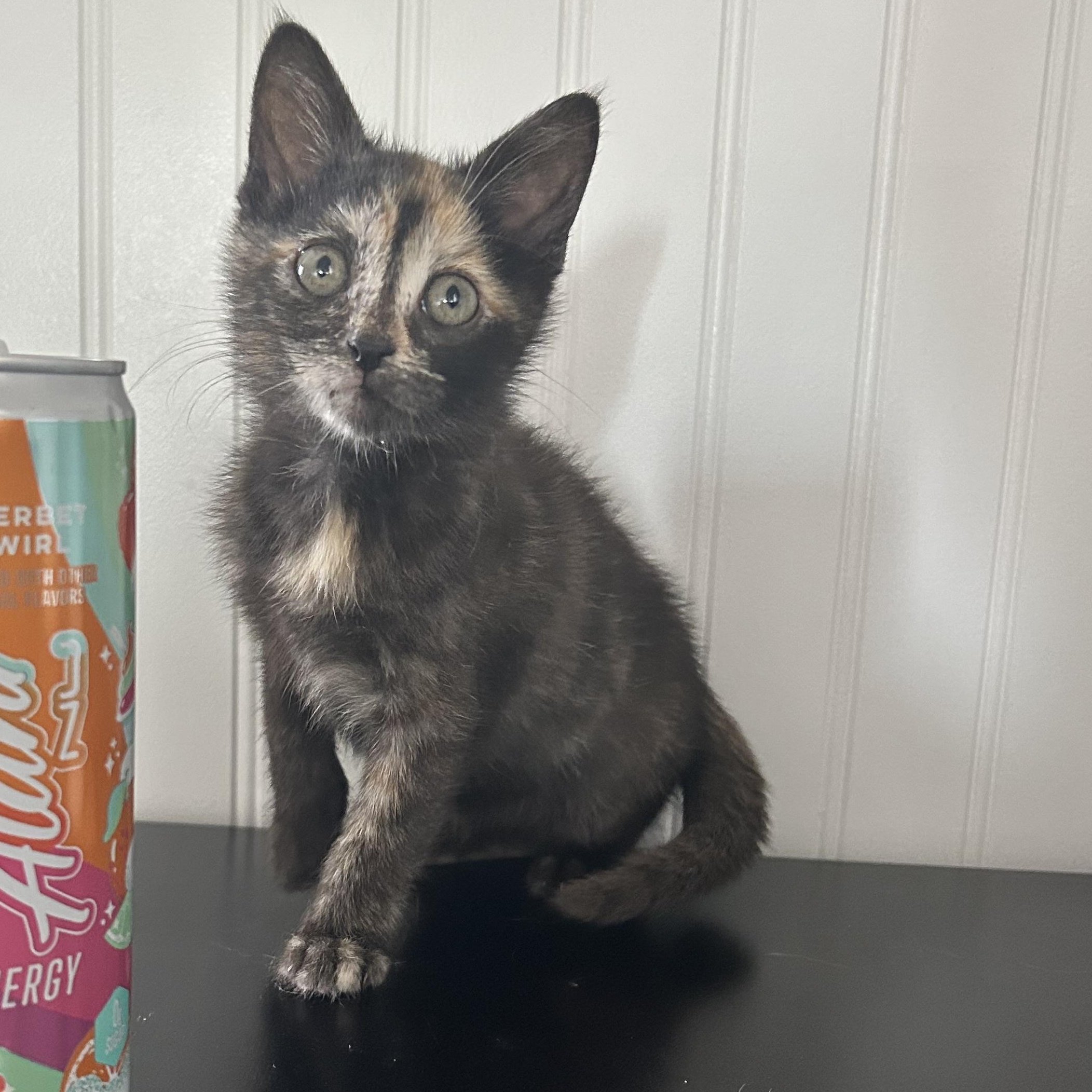Enlarge Lily, a ADOPTABLE Dilute Calico in Columbia, MD image 1/3