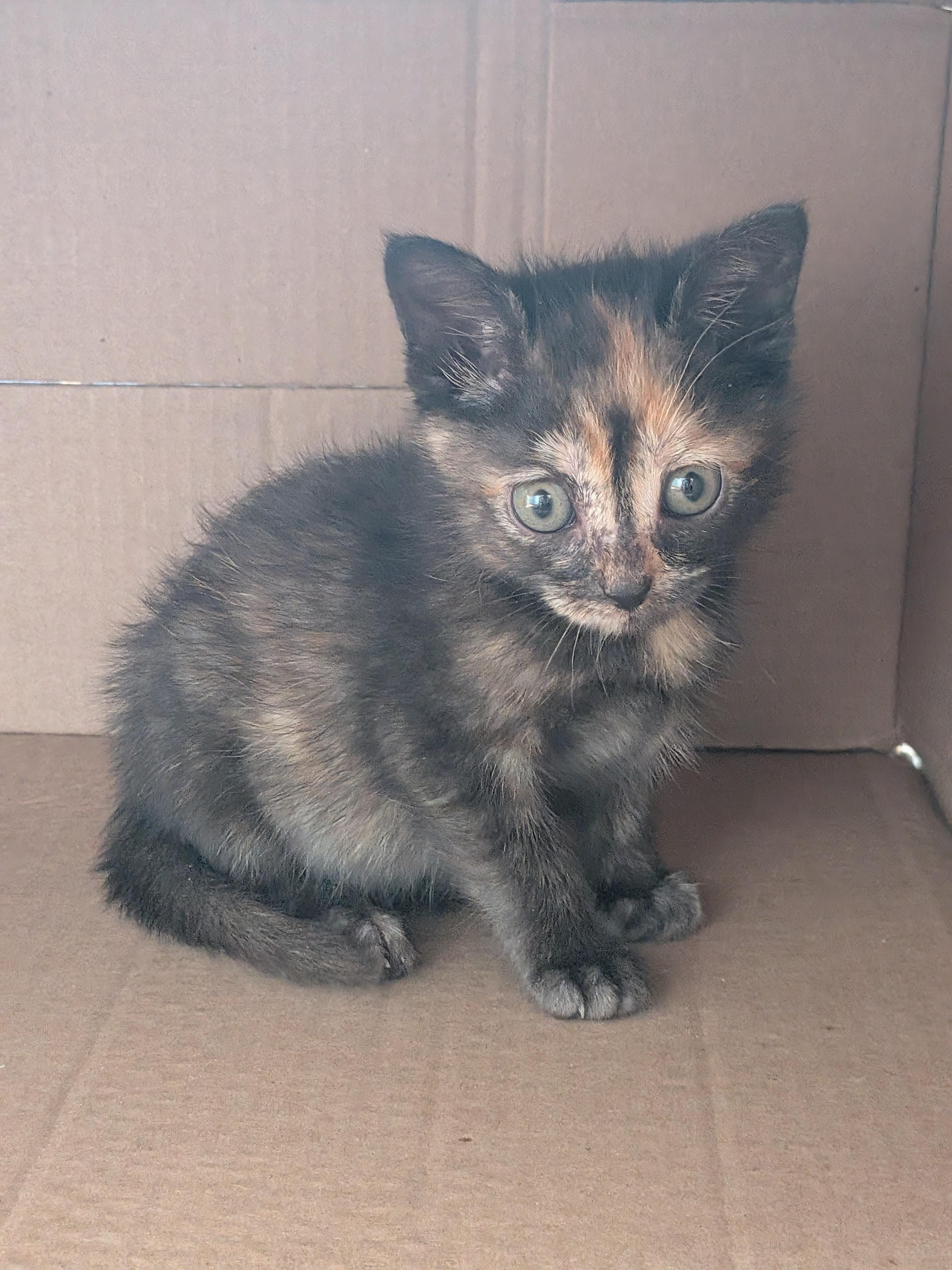 Enlarge Lily, a ADOPTABLE Dilute Calico in Columbia, MD image 3/3