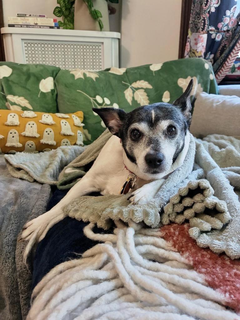 Enlarge Ozo & Malachi - Boston MA Foster, a Adoptable mixed breed in Princeton, MA image 1/5