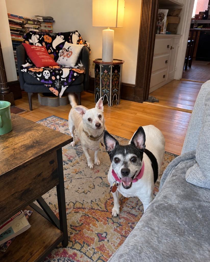 Enlarge Ozo & Malachi - Boston MA Foster, a Adoptable mixed breed in Princeton, MA image 2/5