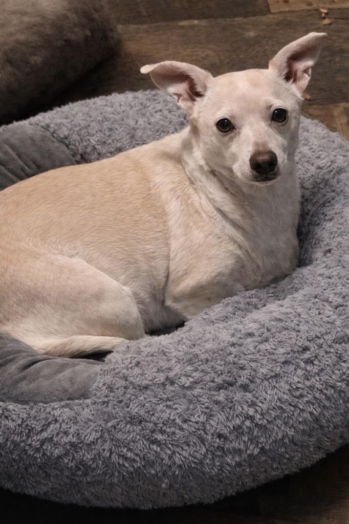 Malachi & Ozo, Adoptable, Senior Female Chihuahua.