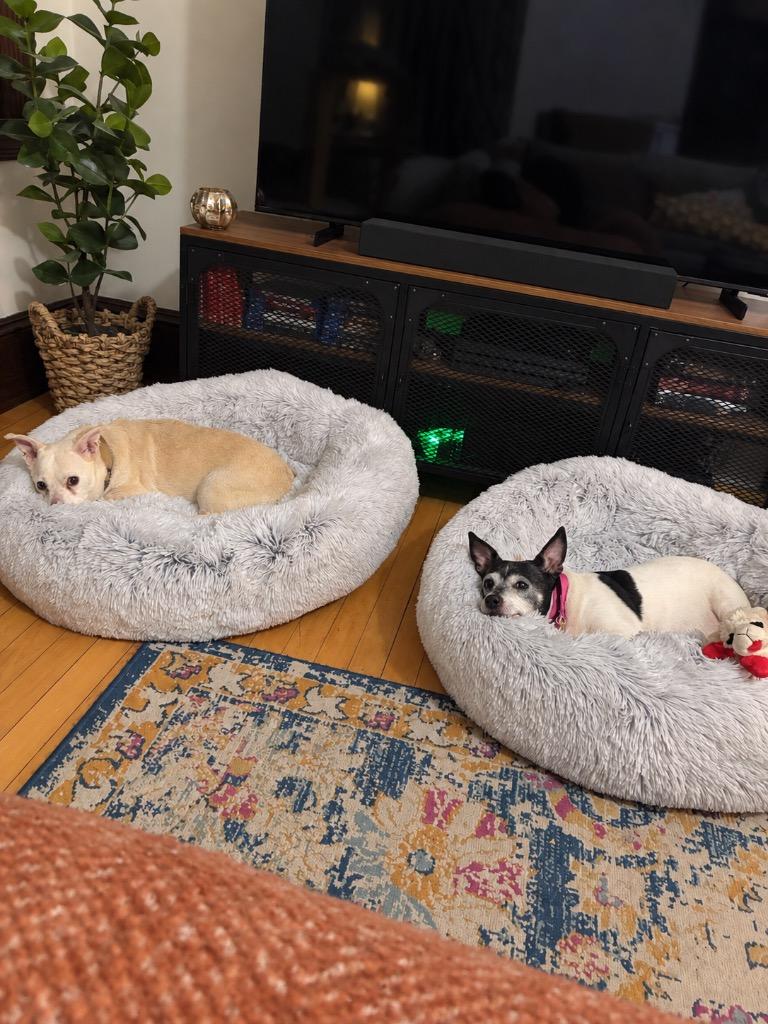 Enlarge Ozo & Malachi - Boston MA Foster, a Adoptable mixed breed in Princeton, MA image 3/5
