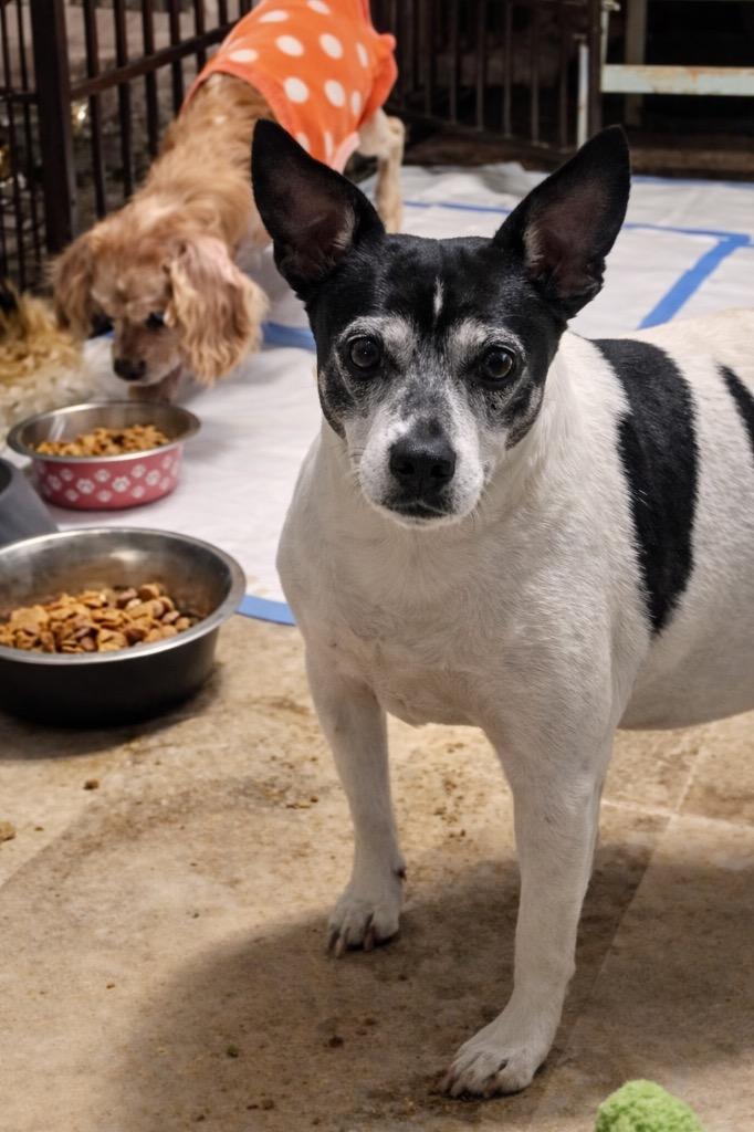 Malachi & Ozo, a Adoptable mixed breed in Princeton, MA image 2/3