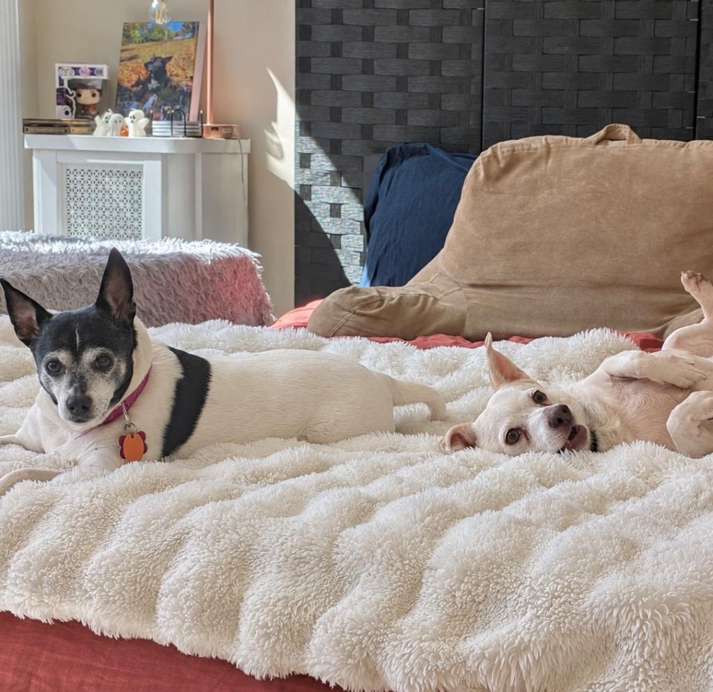 Enlarge Ozo & Malachi - Boston MA Foster, a Adoptable mixed breed in Princeton, MA image 4/5