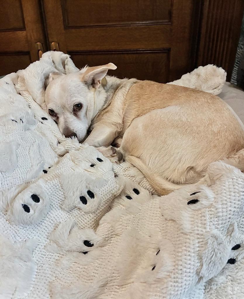 Enlarge Ozo & Malachi - Boston MA Foster, a Adoptable mixed breed in Princeton, MA image 5/5