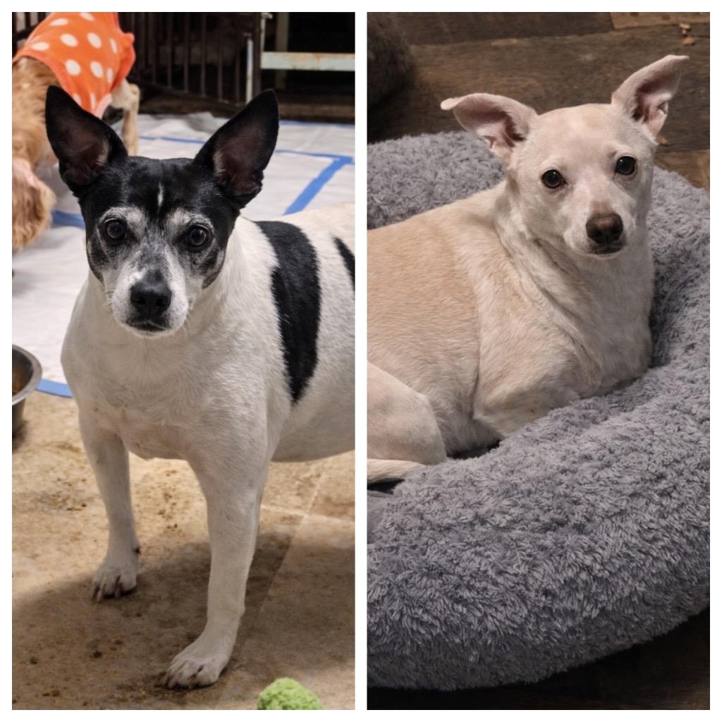Malachi & Ozo, a Adoptable mixed breed in Princeton, MA image 3/3