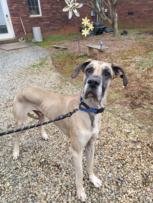 Cheech, an adopted Great Dane in Salisbury, NC image 2/4