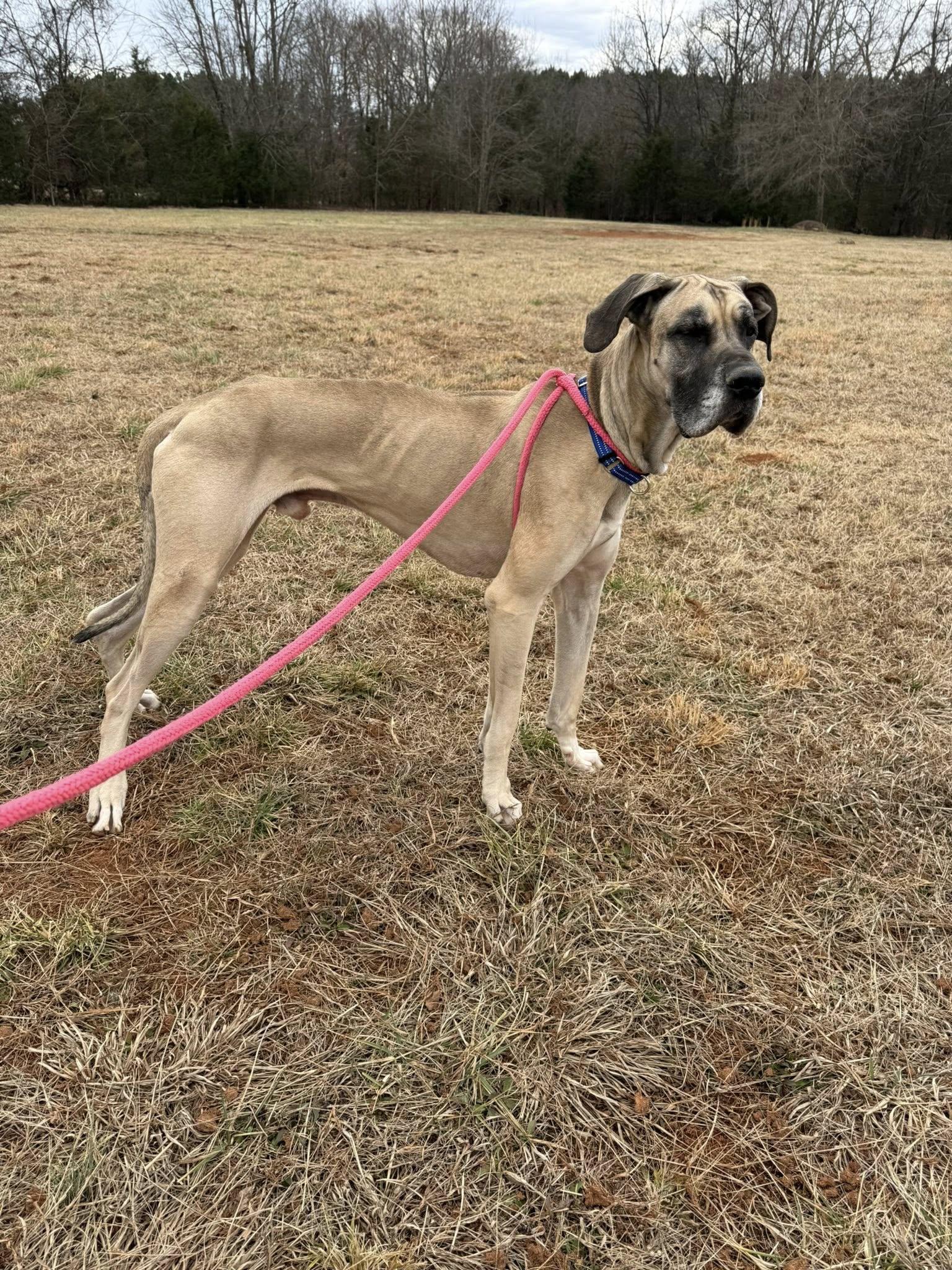 Cheech, an adopted Great Dane in Salisbury, NC image 4/4