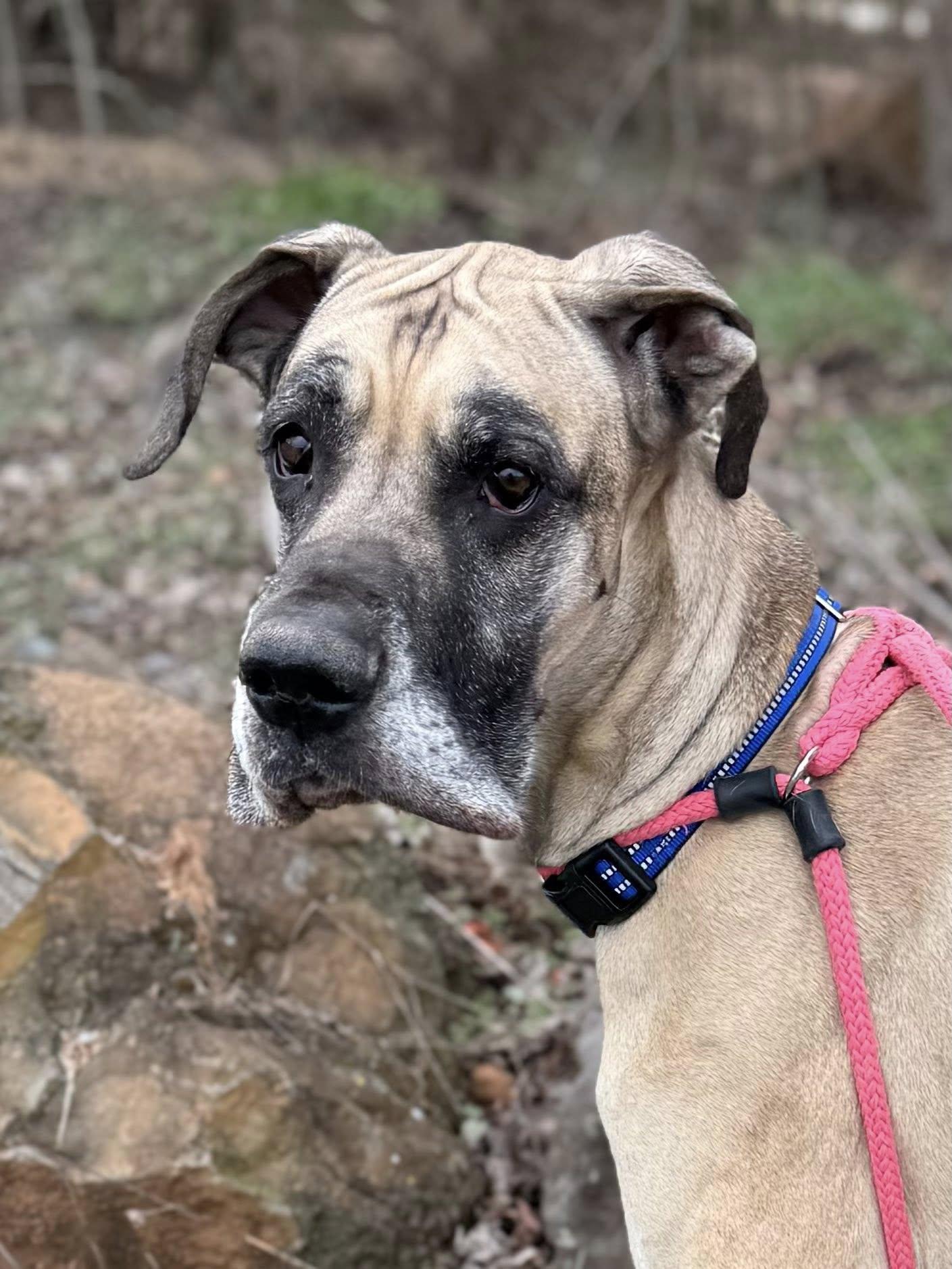 Cheech, an adopted Great Dane in Salisbury, NC image 1/4