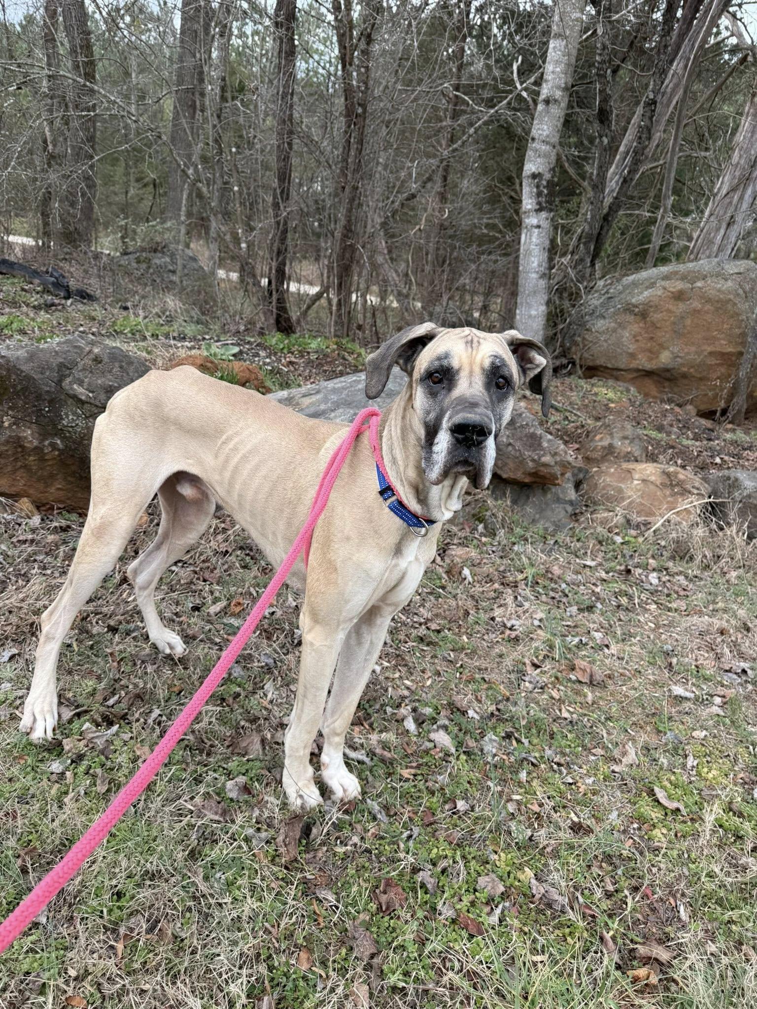 Cheech, an adopted Great Dane in Salisbury, NC image 3/4