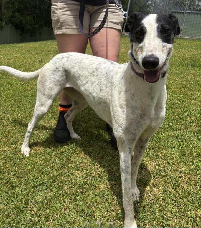 Star Aura (Nova), ADOPTABLE, Adult Female Greyhound.