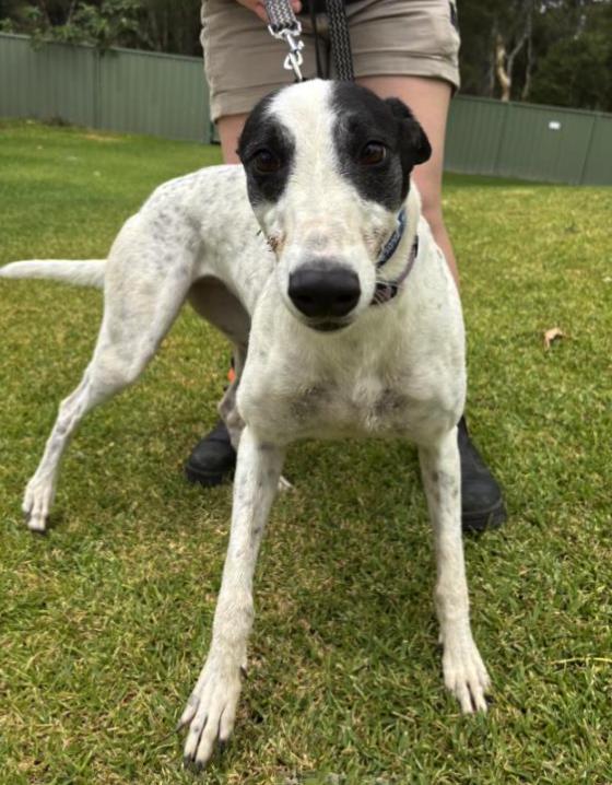Enlarge Star Aura (Nova), a ADOPTABLE Greyhound in Tarpon Springs, FL image 3/4