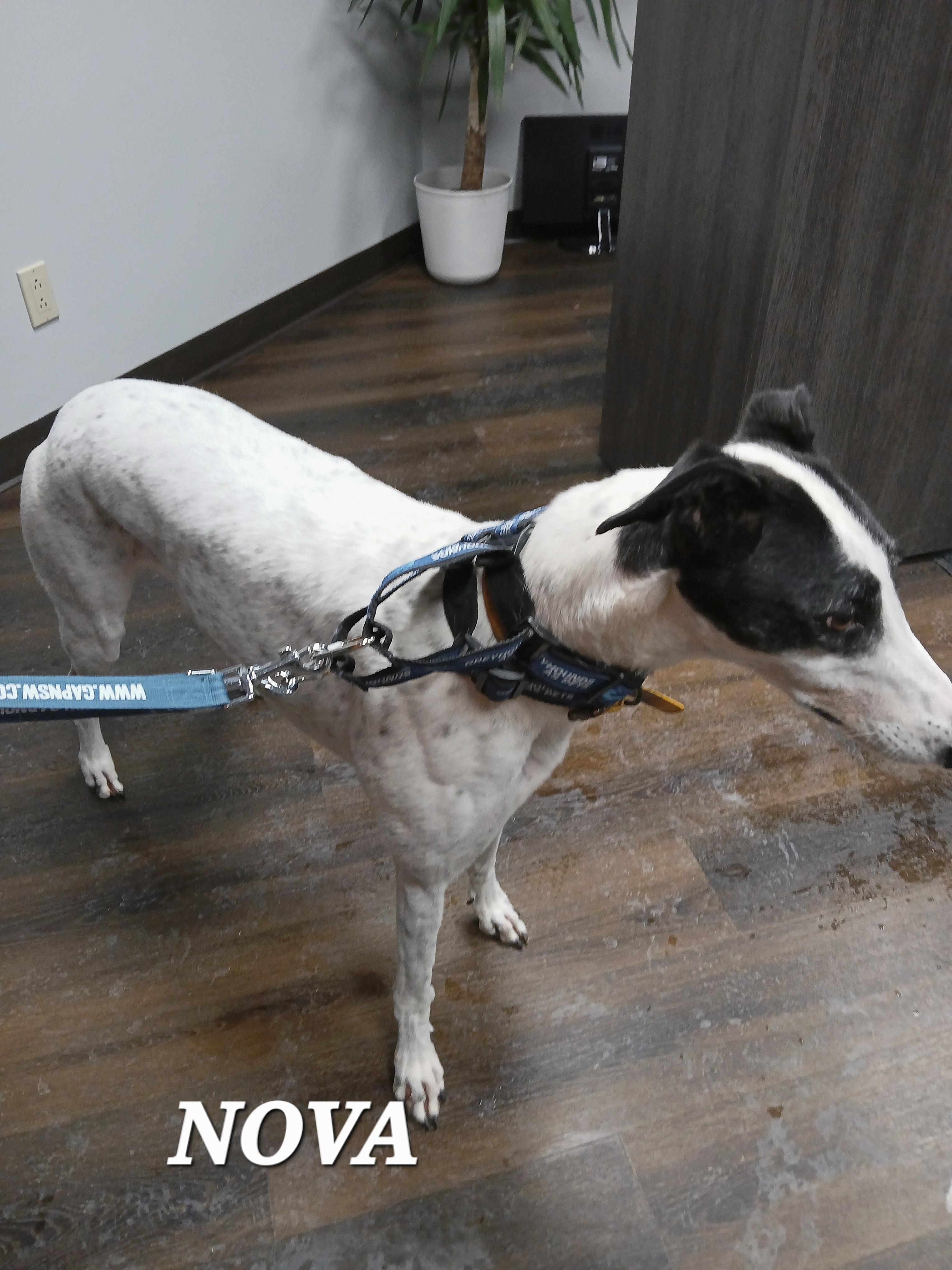 Enlarge Star Aura (Nova), a ADOPTABLE Greyhound in Tarpon Springs, FL image 4/4