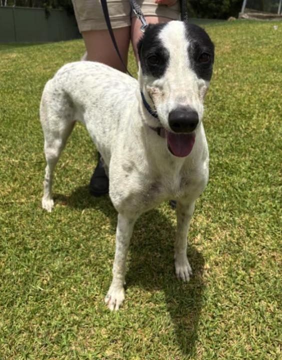 Enlarge Star Aura (Nova), a ADOPTABLE Greyhound in Tarpon Springs, FL image 2/4