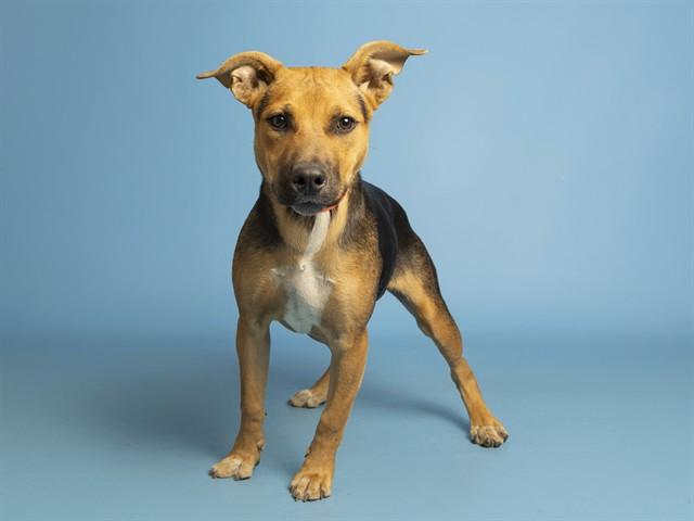 Enlarge GINGY, a Adoptable German Shepherd Dog in Phoenix, AZ image 1/1
