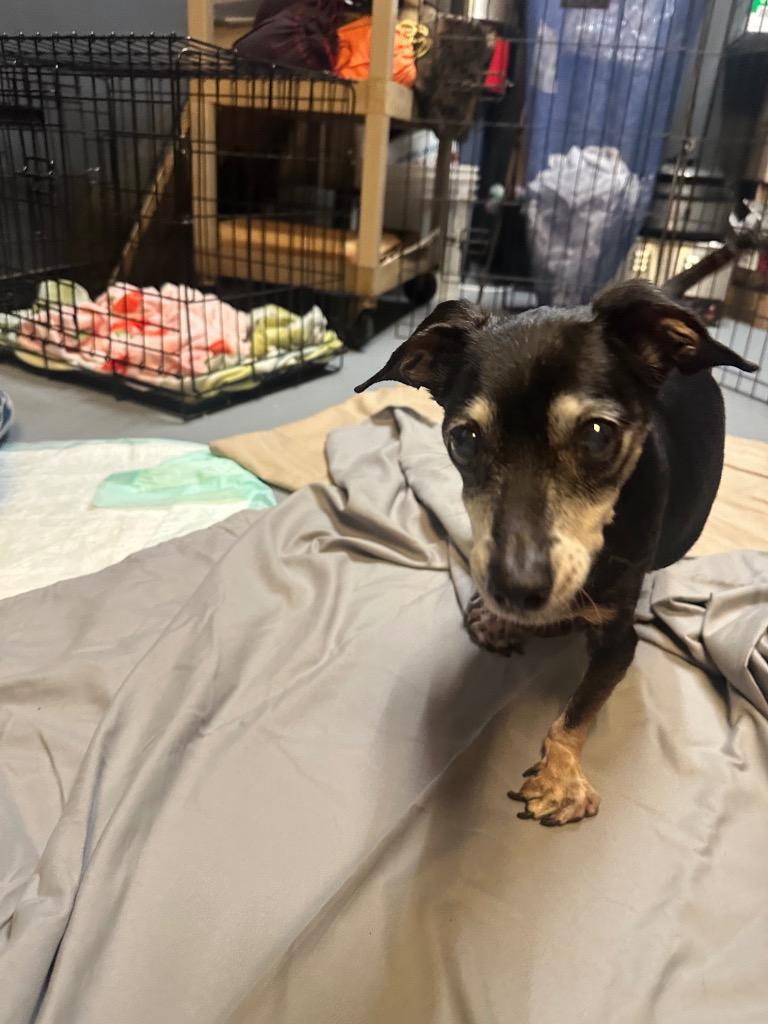 Maise, Adopted, Senior Female Chihuahua & Terrier.