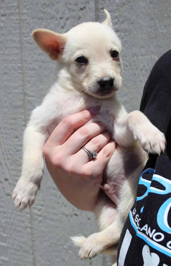 Johnson, Adoptable, Puppy Male Chihuahua & Mixed Breed.
