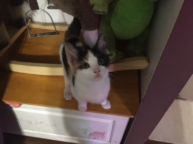 Enlarge Summer, a Adopted Calico in Pine Bluff, AR image 1/1