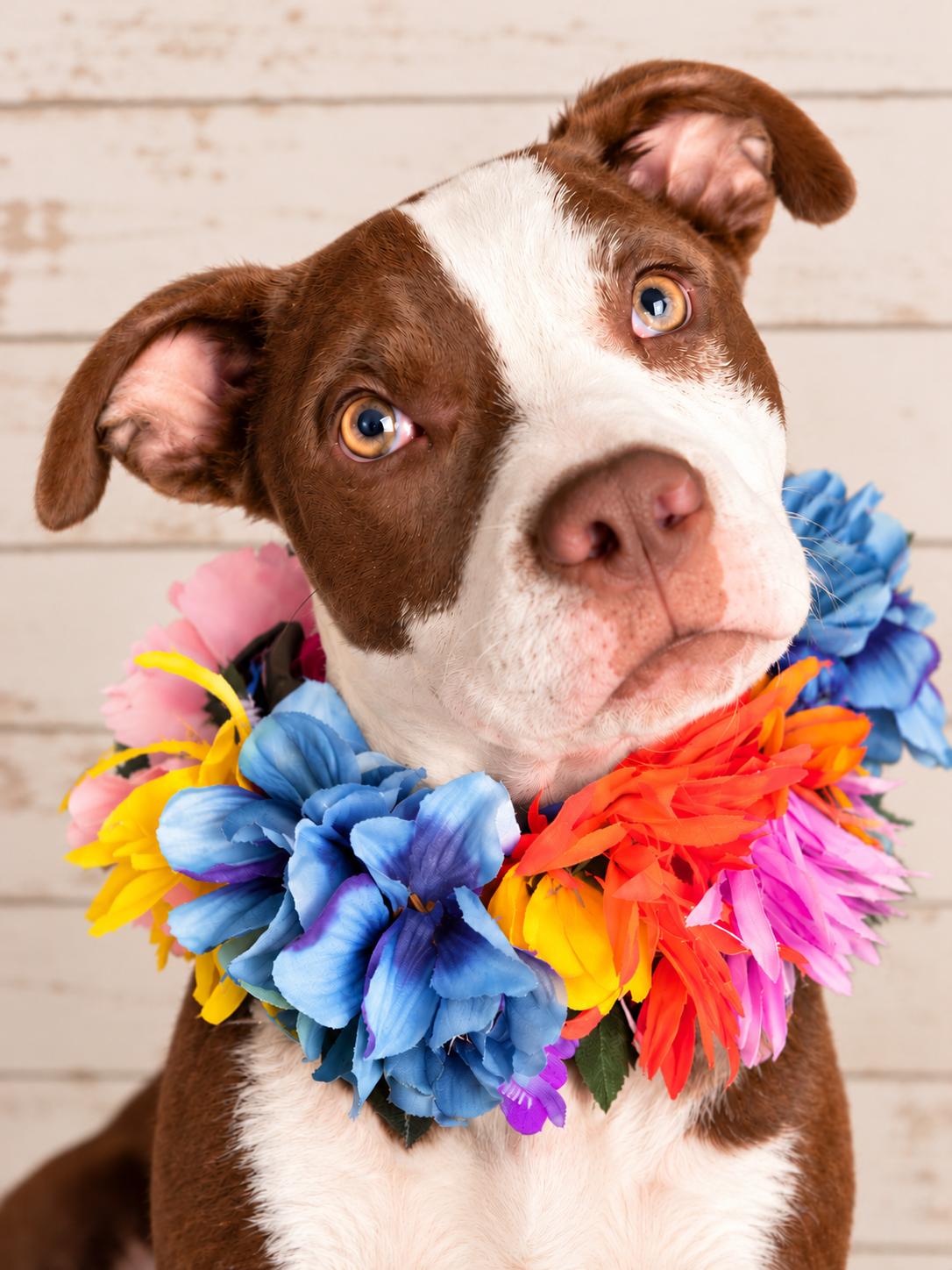 Enlarge Chicken Nugget, a Adoptable mixed breed in Menifee, CA image 4/4
