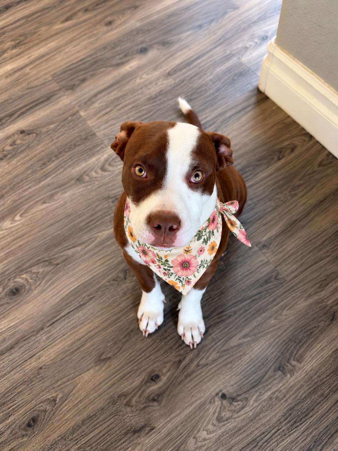 Enlarge Chicken Nugget, a Adoptable mixed breed in Menifee, CA image 3/4